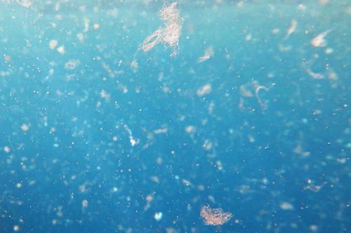 海里的塑料化纖要比魚還多了,我們能怎么辦